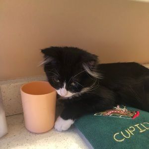 Meet your Posher, Lia